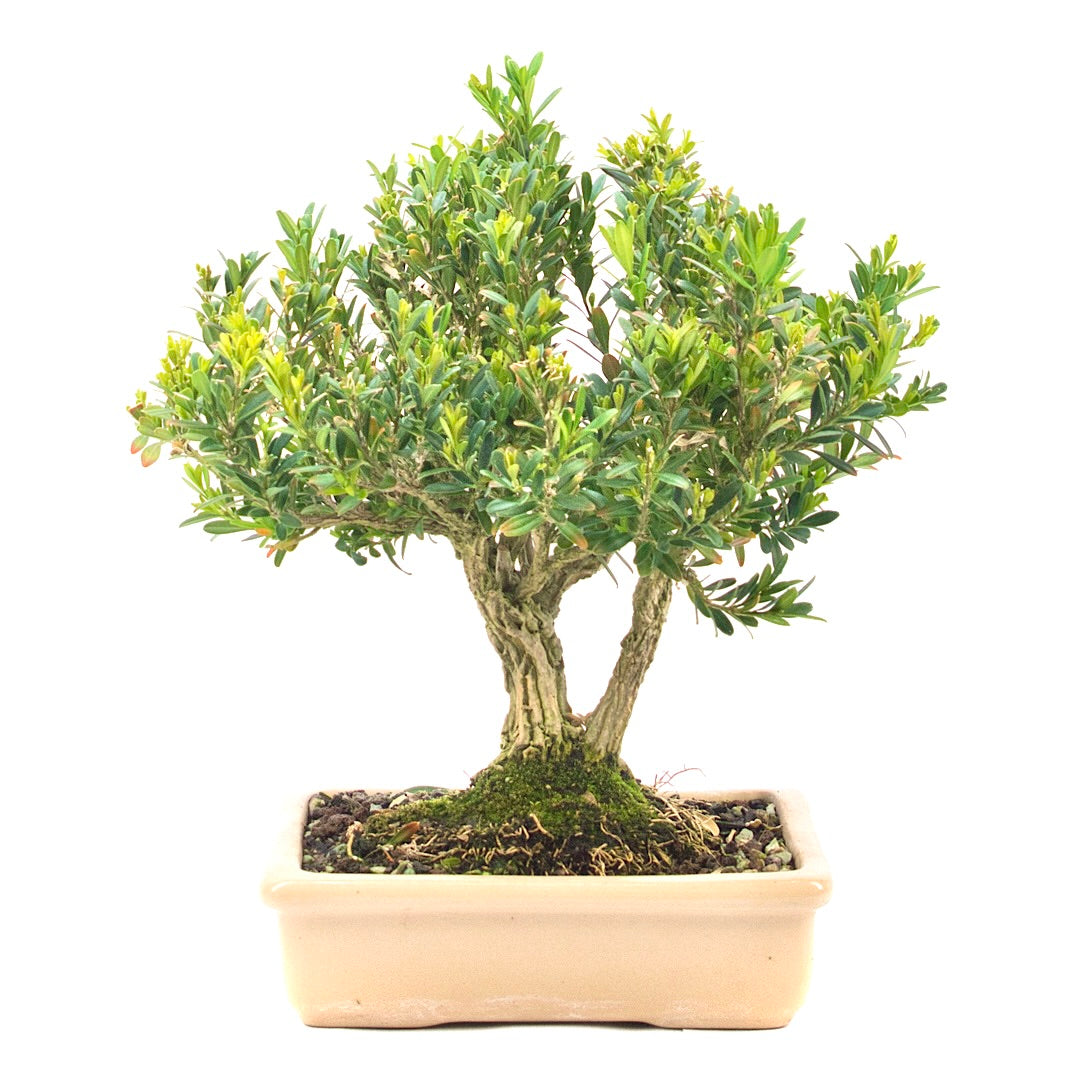 Chinesischer Buchsbaum 'Buxus harlandii'